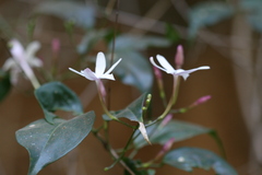 Jasminum flexile